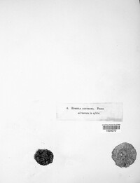 Russula alutacea image